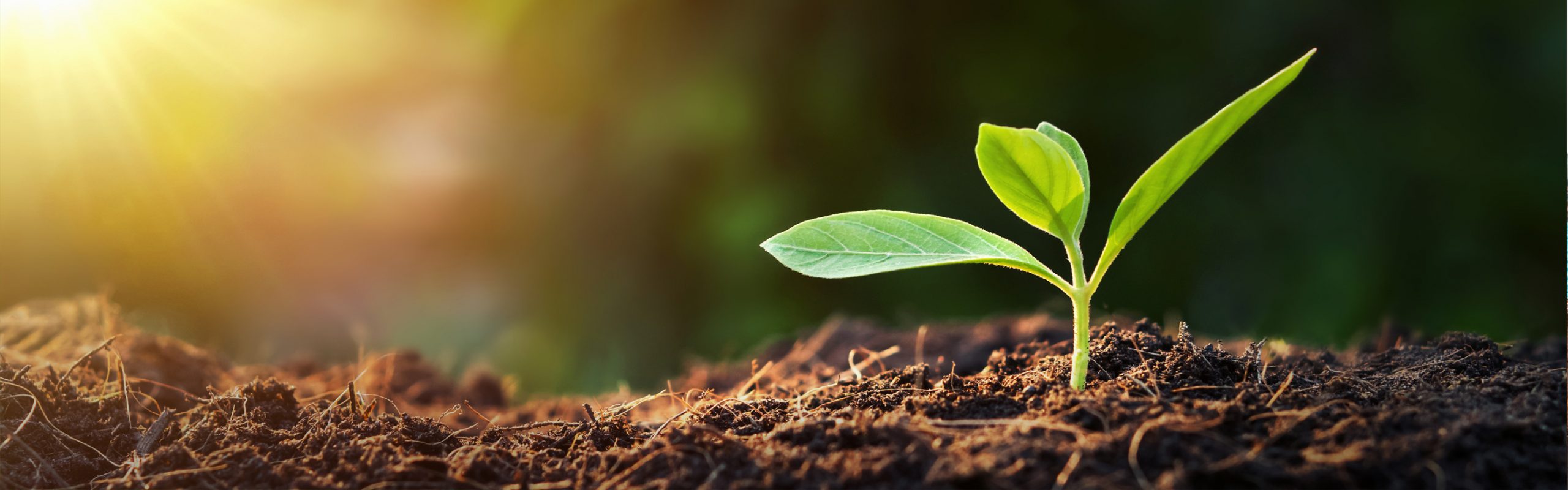 ARISTO Umwelt & Nachhaltigkeit